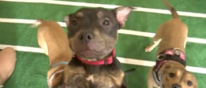 puppy bowl